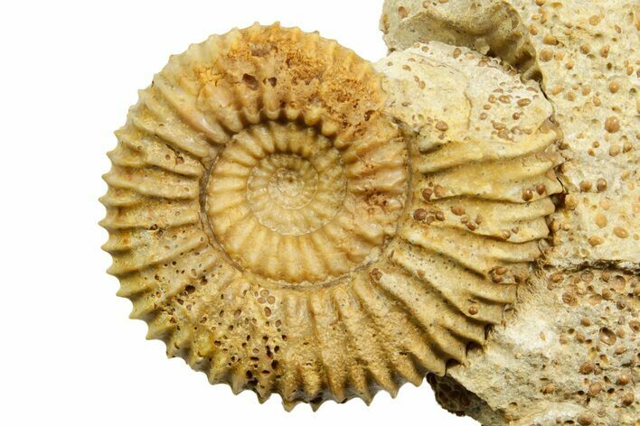 Jurassic Ammonite (Garantiana) Fossil - Évrecy, France #367855